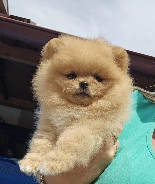 Pomeranac Boo