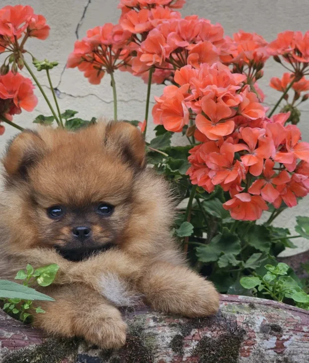 Pomeranac Boo