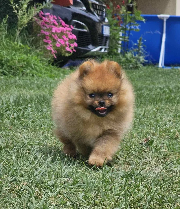 Pomeranac Boo