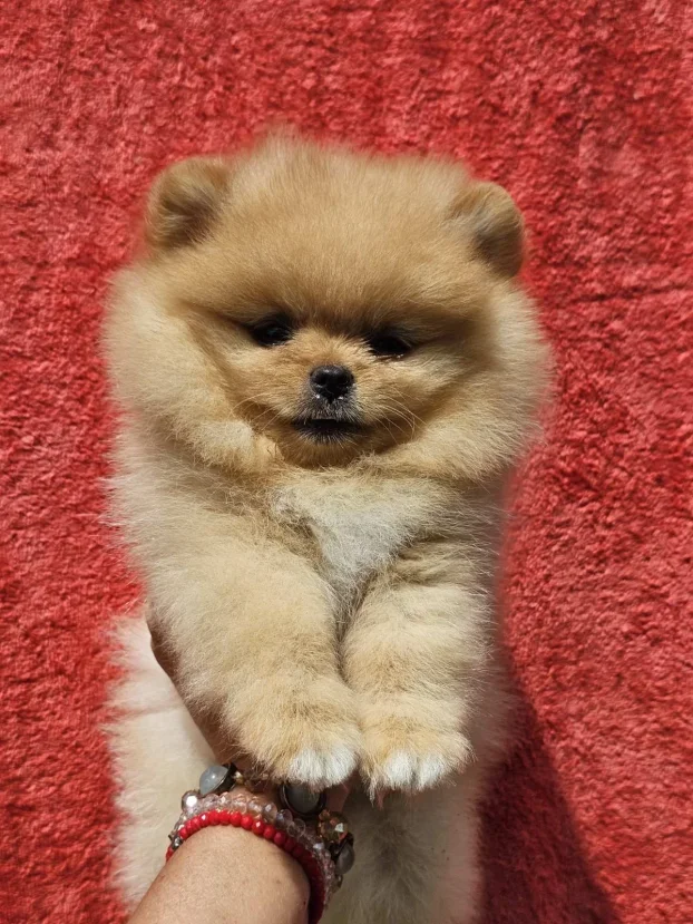 Pomeranac Boo