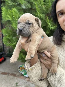 Stenci Juznoafrickogmastifa-Boerboel