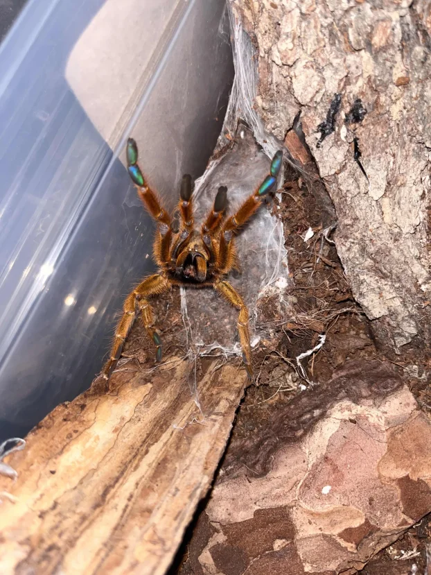 P. murinus - rcf