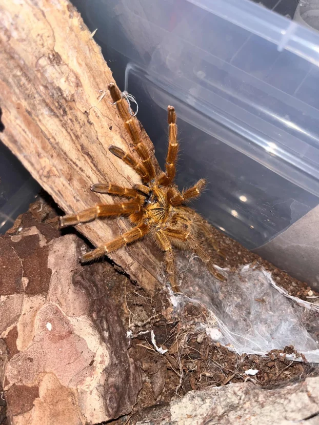 P. murinus - rcf