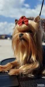 Jorkširski terijer uvežen iz Rusije za parenje, jorki-yorkie