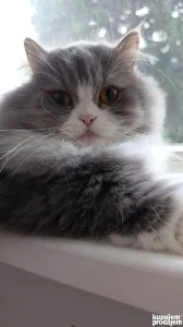 Ciscenje stanova po 1h