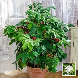 Kafa biljka coffea arabica