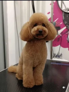 Patuljasta pudla mužjak za parenje