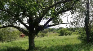 Stari Ledinci, 48.1 ar