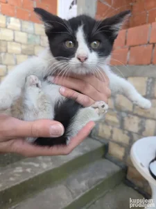 Mače malo na poklon lici ko Betmen