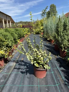 Zlatni Evonimus - 40cm / saksija 15