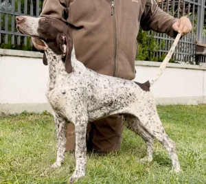 Muško štene NKD ptičara od Aline i Bruna