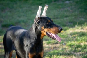 Doberman Zenka