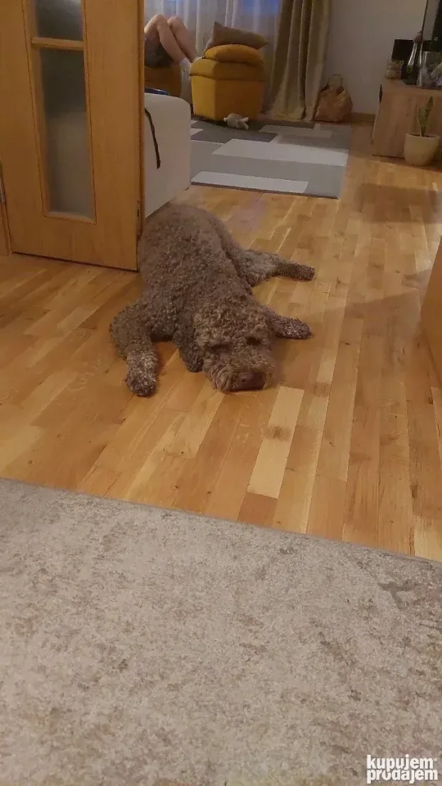 Setanje i cuvanje pasa blok 30