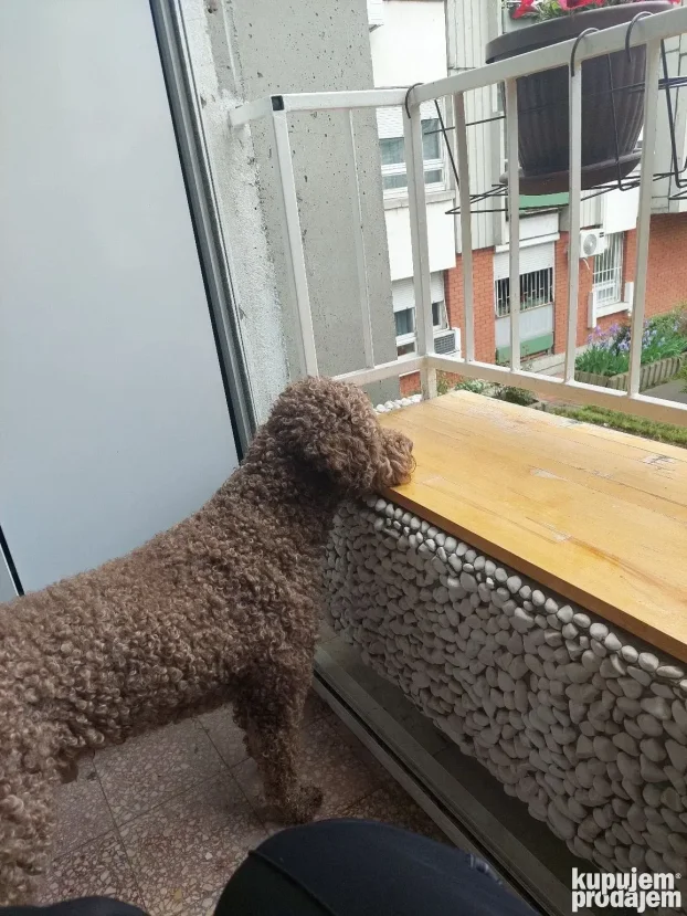 Setanje i cuvanje pasa blok 30