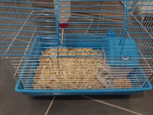 Prodajem patuljastog hrčka