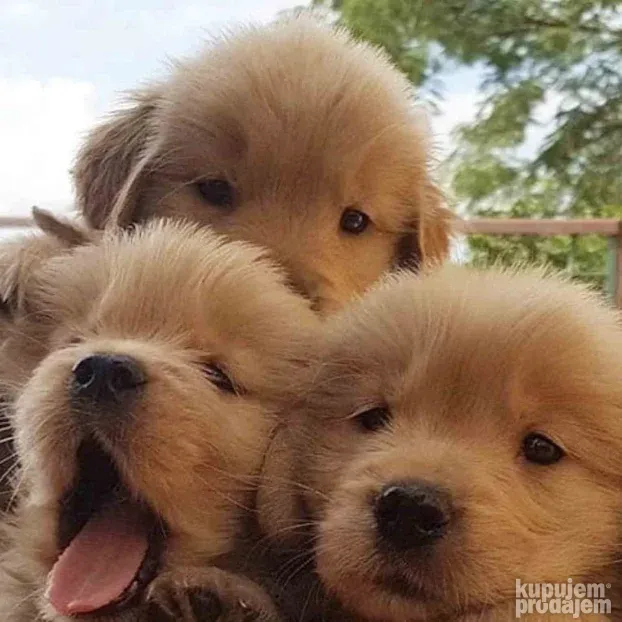 Labrador i Zlatni retriveri