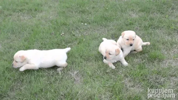 Labrador i Zlatni retriveri