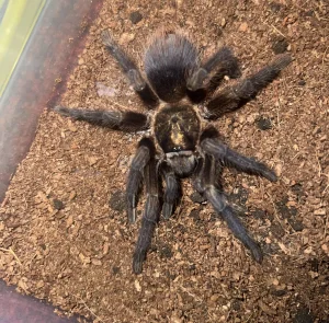 Tarantula Phormictopus Auratus