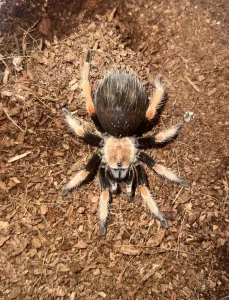 Tarantula Brachypelma Boehmei