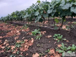 vinova loza ,kalem , stone vinske i bezsemene sorte