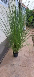 Pampas trave velike i guste sadnice