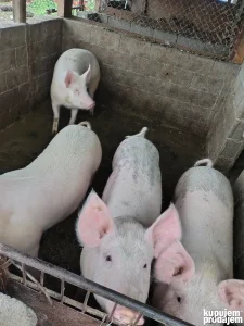 Tovljenici 100-110kg