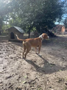 Posavski gonic 2 godine