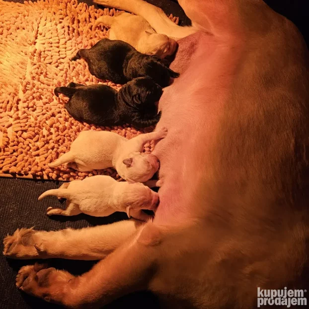 Labrador Retriver štenci žuti i crni u ponudi