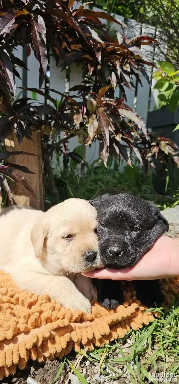 Labrador Retriver štenci žuti i crni u ponudi