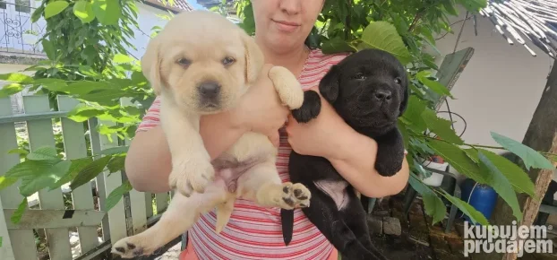 Labrador Retriver štenci žuti i crni u ponudi