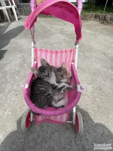 Poklanjam mace mače mačiće ženke