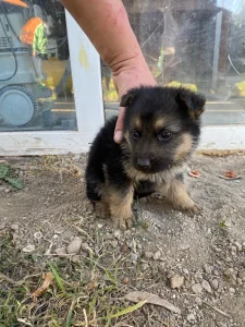 Štenci 100% Nemačkog ovcara