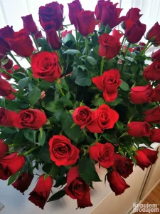 časovi matematike na engleskom jeziku