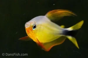 Racoon tetra- Hyphessobrycon procyon