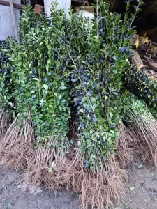 Ligustrum živa ograda