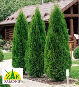 Tuje Tuja Smaragd Akcija Besplatna DOSTAVA Beogradad ŽAK