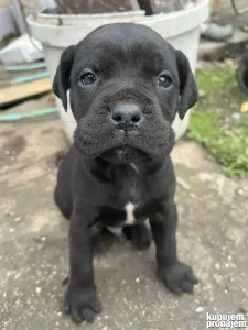 Kane Korso Stenci Smederevo