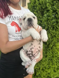 Engleski buldog