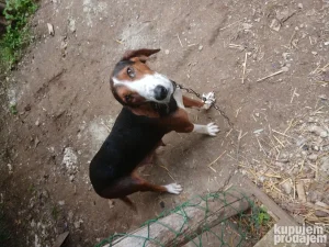 Lovacki stenci na prodaju