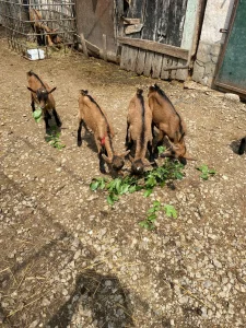 jarici na prodaju