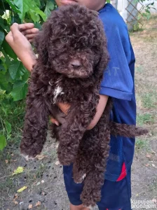 lagotto štenci