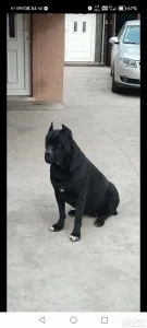 Cane corso