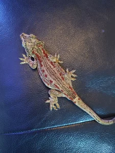 Gargoyle Gekon mužjak