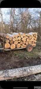 Drva Bagrem i topola