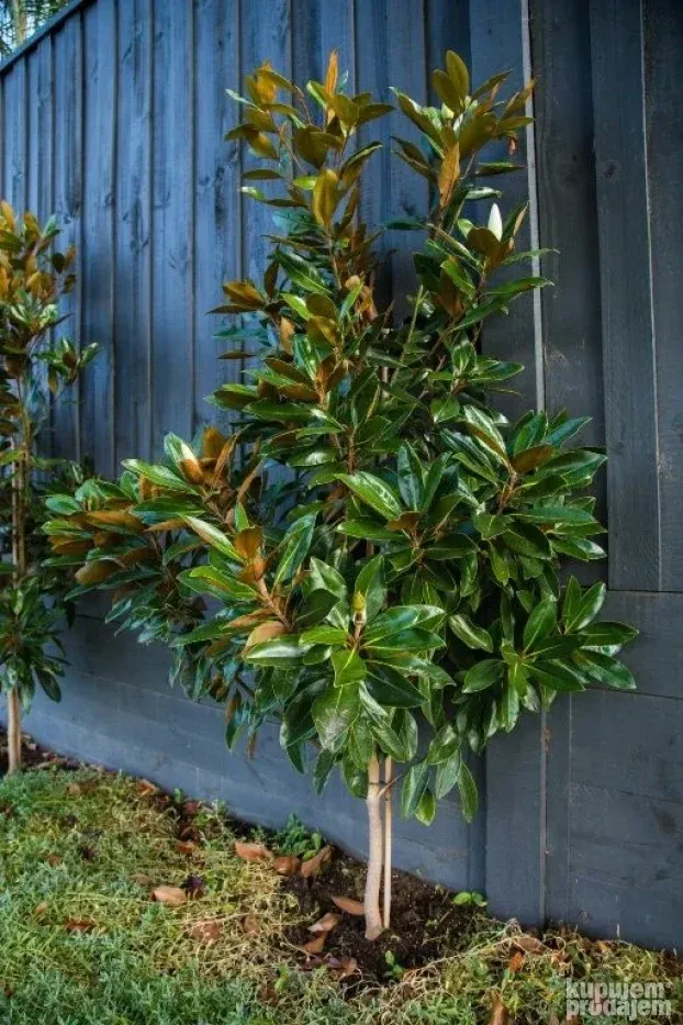 Zimzelena magnolija 50-60cm