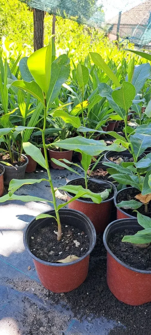 Zimzelena magnolija 50-60cm