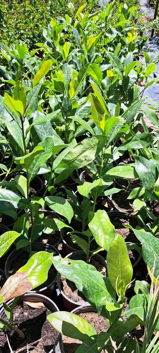 Zimzelena magnolija 50-60cm