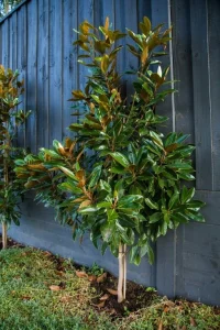 Zimzelena magnolija 50-60cm