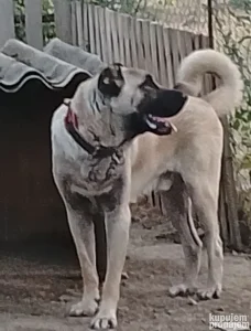 Kangal