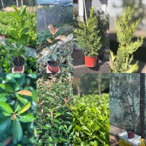 Lovor Visnja,Fotinija,Photinija,Leylandii Lejlandi tuje,tuja